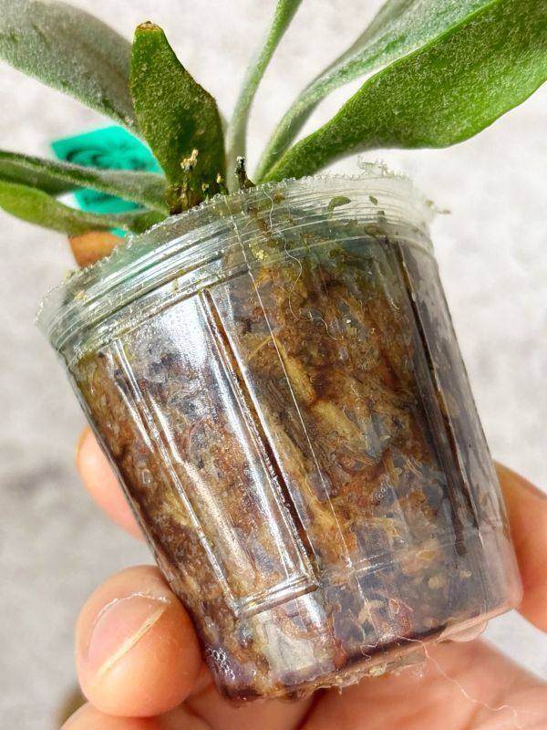 Frontier Plants】【現品】ビカクシダ・ウィリンキー・ジェイド Frontier Plants】【現品】ビカクシダ・ウィリンキー・ジェイド