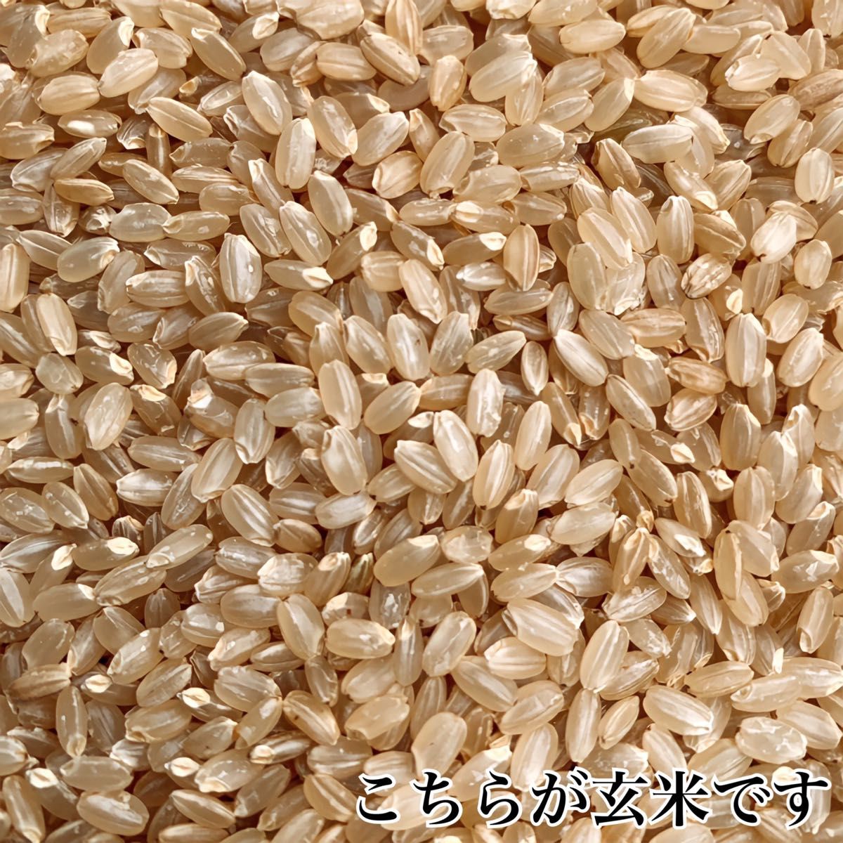 農家直送 秋田県産 令和6年 あきたこまち 4kg 特別栽培米 秋田 農家直送 秋田県産 令和6年 あきたこまち 4kg 特別栽培米 秋田