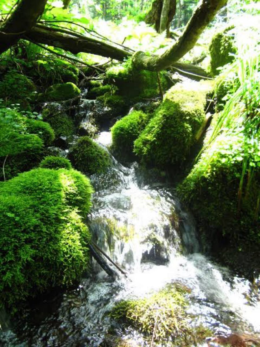 農家直送 秋田県産 令和6年 あきたこまち 30kg 特別栽培米 農家直送 秋田県産 令和6年 あきたこまち 30kg 特別栽培米