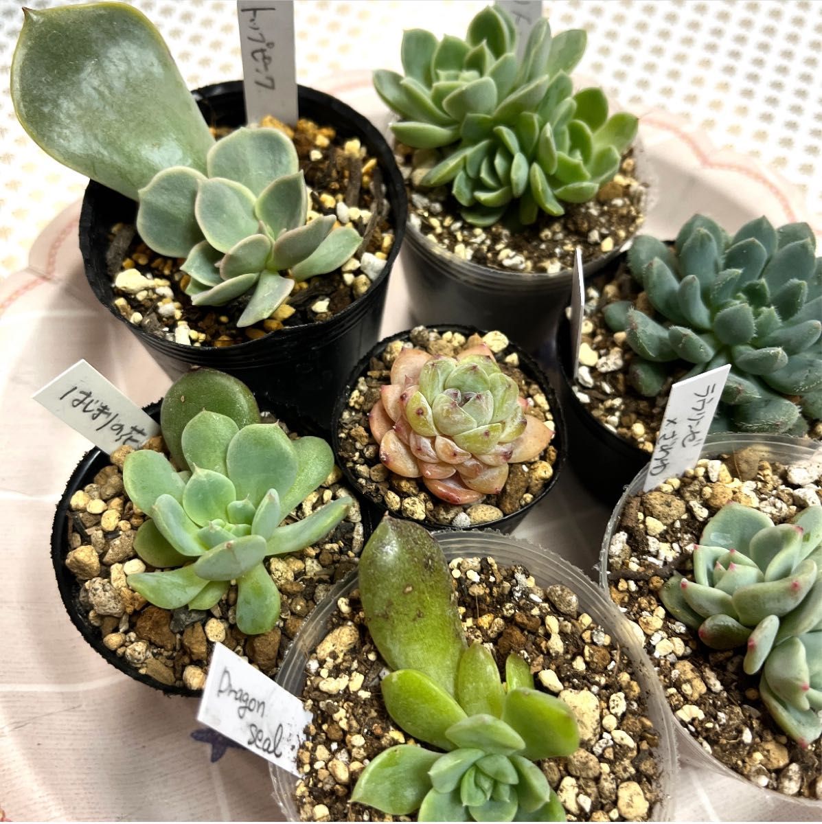 6種 多肉植物エケベリア 葉挿しっ子 抜き苗セット|Yahoo 6種 多肉植物エケベリア 葉挿しっ子 抜き苗セット|Yahoo