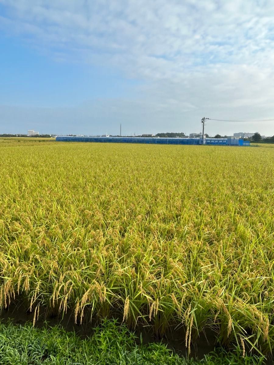 2023年産無農薬ちほみのり玄米30kg 5年間化学農薬 化学肥料不 2023年産無農薬ちほみのり玄米30kg 5年間化学農薬 化学肥料不