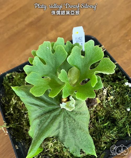 Y230 Platycerium ridleyi 'Dwarf Silvery'【プラティケリウム Y230 Platycerium ridleyi 'Dwarf Silvery'【プラティケリウム