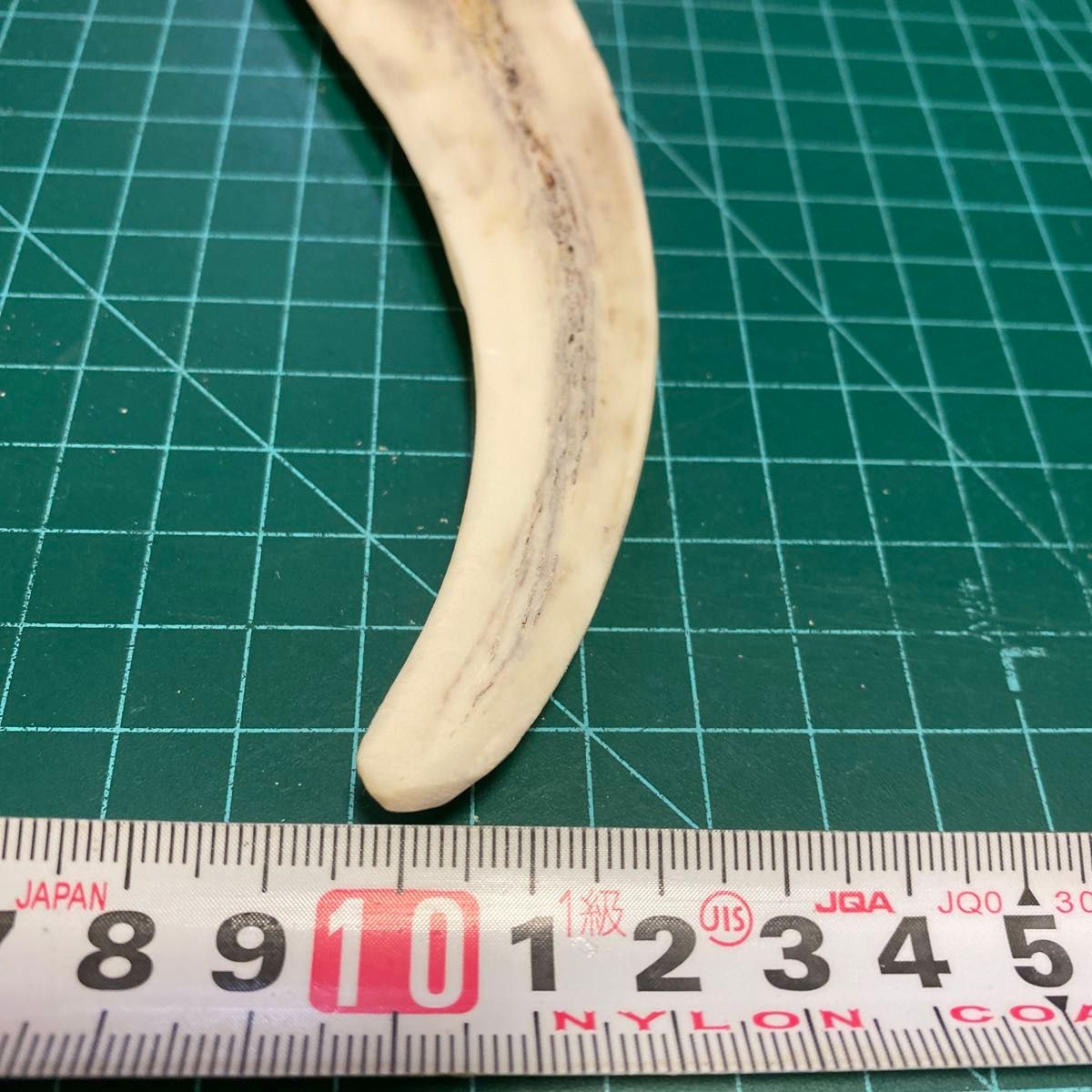 鹿の角 鹿のツノ 鹿角 鹿ツノ シカツノ 蝦夷鹿 おもちゃ 角 犬 鹿の角 鹿のツノ 鹿角 鹿ツノ シカツノ 蝦夷鹿 おもちゃ 角 犬