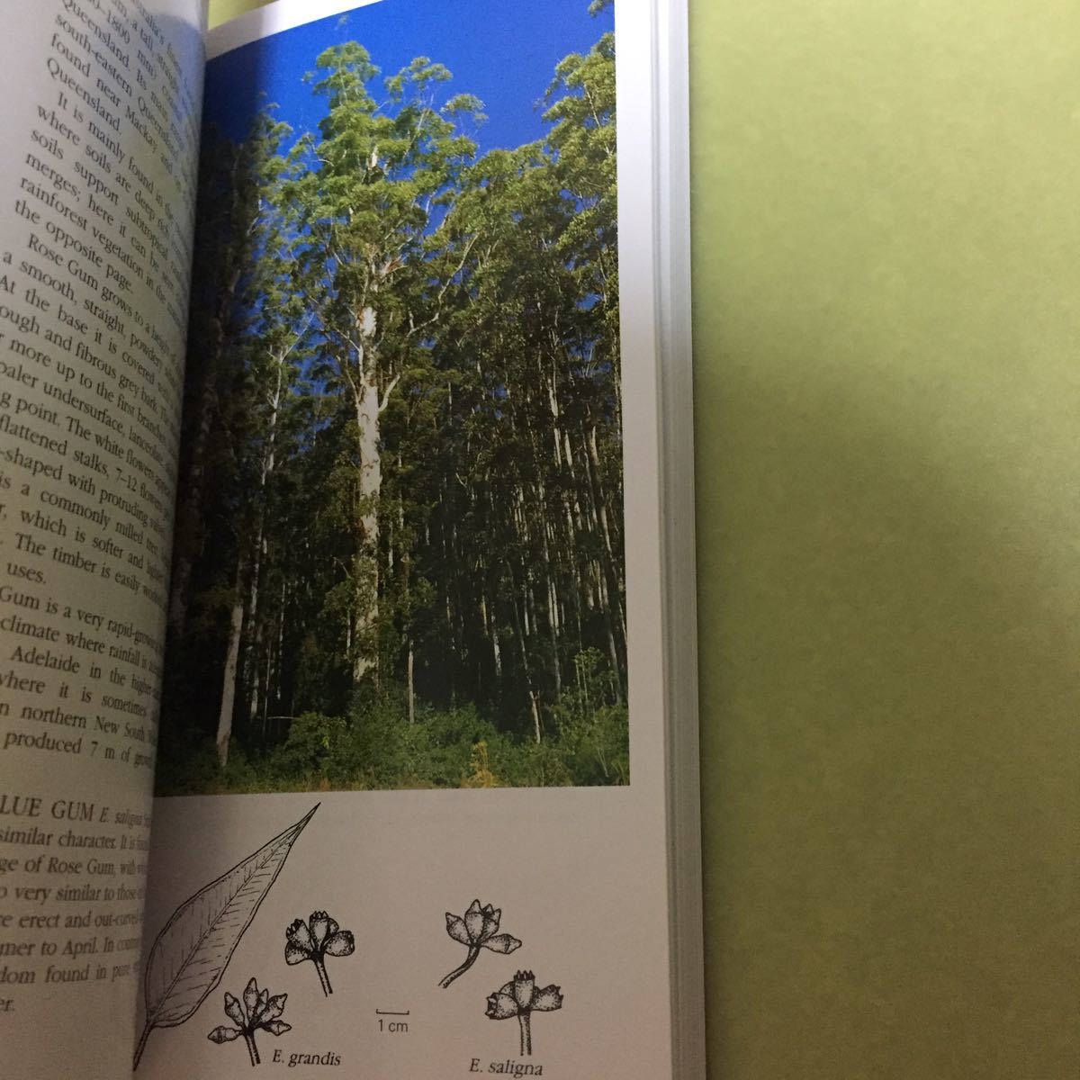 ◎オーストラリアの樹木の英語本 A Field Guide to Australian Trees 3rd Edition_画像5