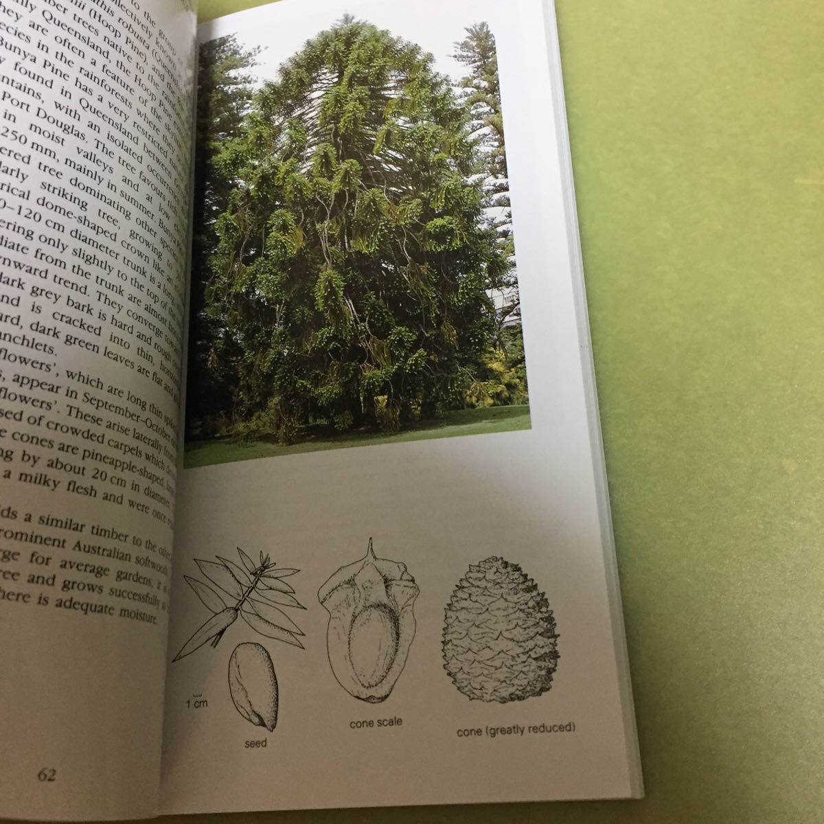 ◎オーストラリアの樹木の英語本 A Field Guide to Australian Trees 3rd Edition_画像4