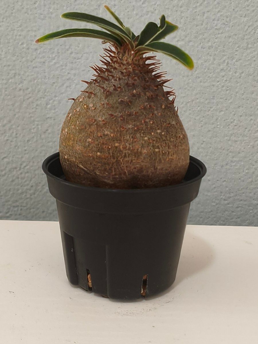 現地球/発根済み】グラキリス コーデックス 塊根植物|Yahoo 現地球/発根済み】グラキリス コーデックス 塊根植物|Yahoo