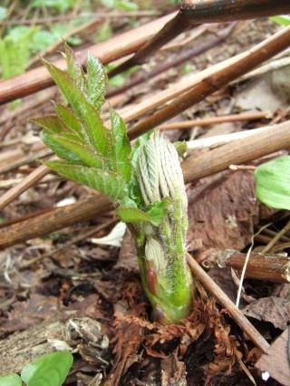 ５月初旬から出荷予定　方面産　天然山ウド♪　４００g
