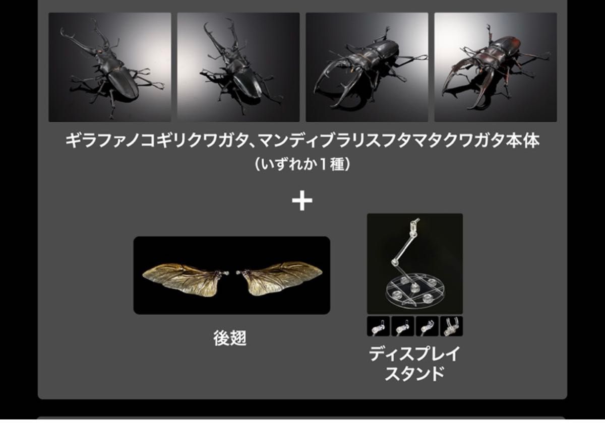 オンライン版 マンディブラリスフタマタクワガタ(赤褐色 オンライン版 マンディブラリスフタマタクワガタ(赤褐色