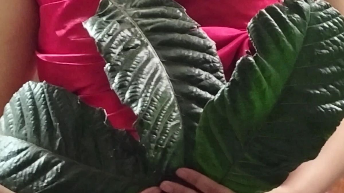 枇杷の葉 400グラム ゆうパケット ポストに圧縮して送ります 虫食いや自然に折れた葉も入ることがあります