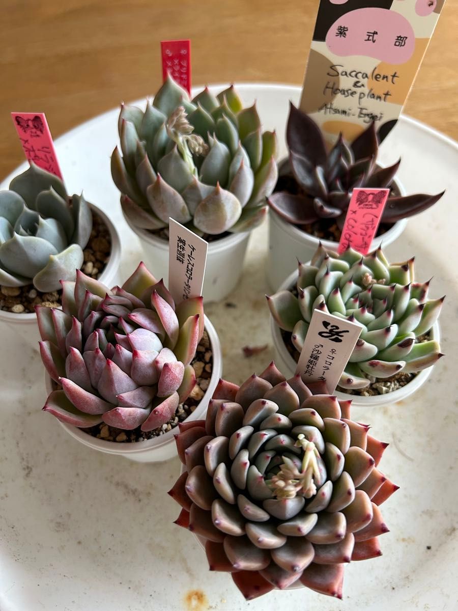 多肉植物6苗セット エケベリア|Yahoo!フリマ(旧PayPayフリマ) 多肉植物6苗セット エケベリア|Yahoo!フリマ(旧PayPayフリマ)