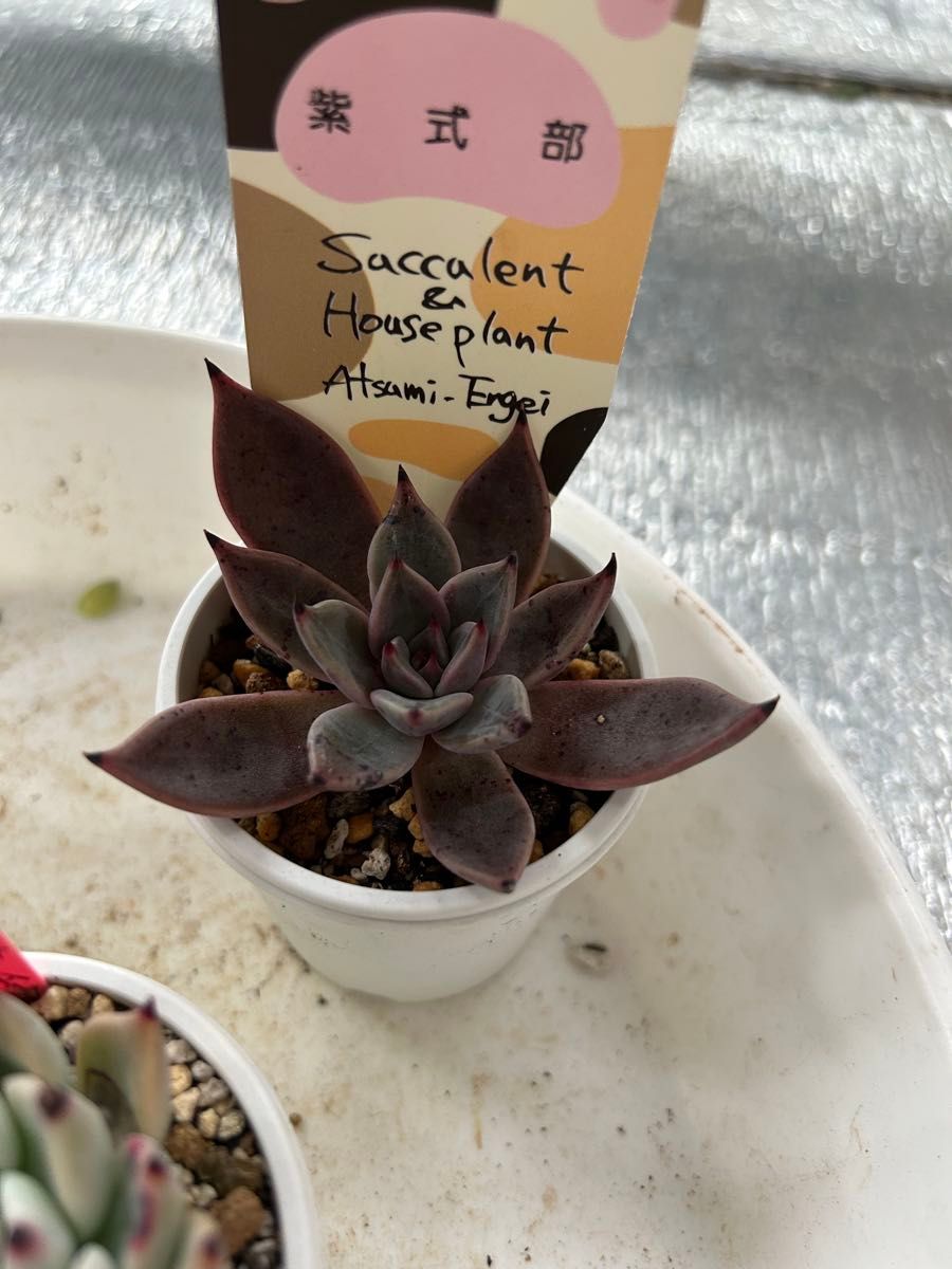 多肉植物6苗セット エケベリア|Yahoo!フリマ(旧PayPayフリマ) 多肉植物6苗セット エケベリア|Yahoo!フリマ(旧PayPayフリマ)