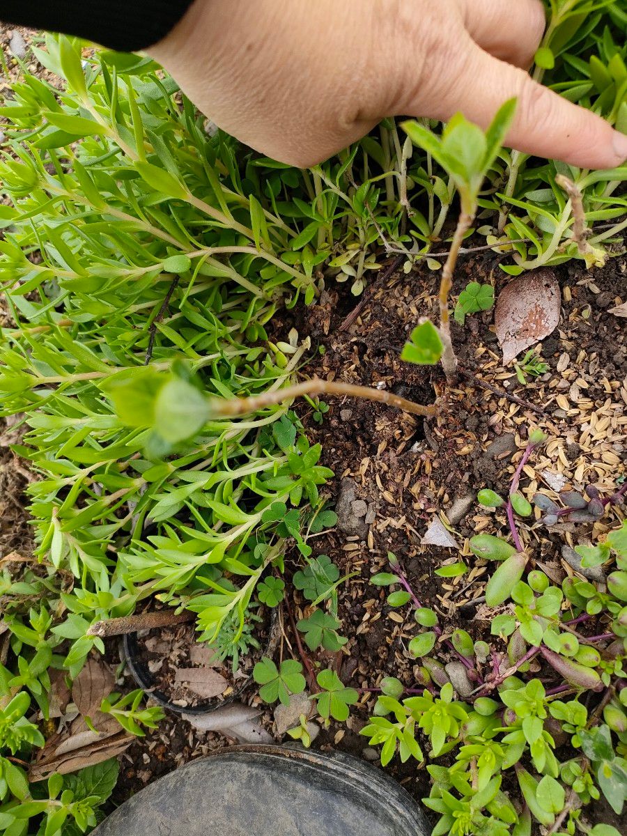 紫陽花 アナベル 抜き苗|Yahoo!フリマ(旧PayPayフリマ) 紫陽花 アナベル 抜き苗|Yahoo!フリマ(旧PayPayフリマ)