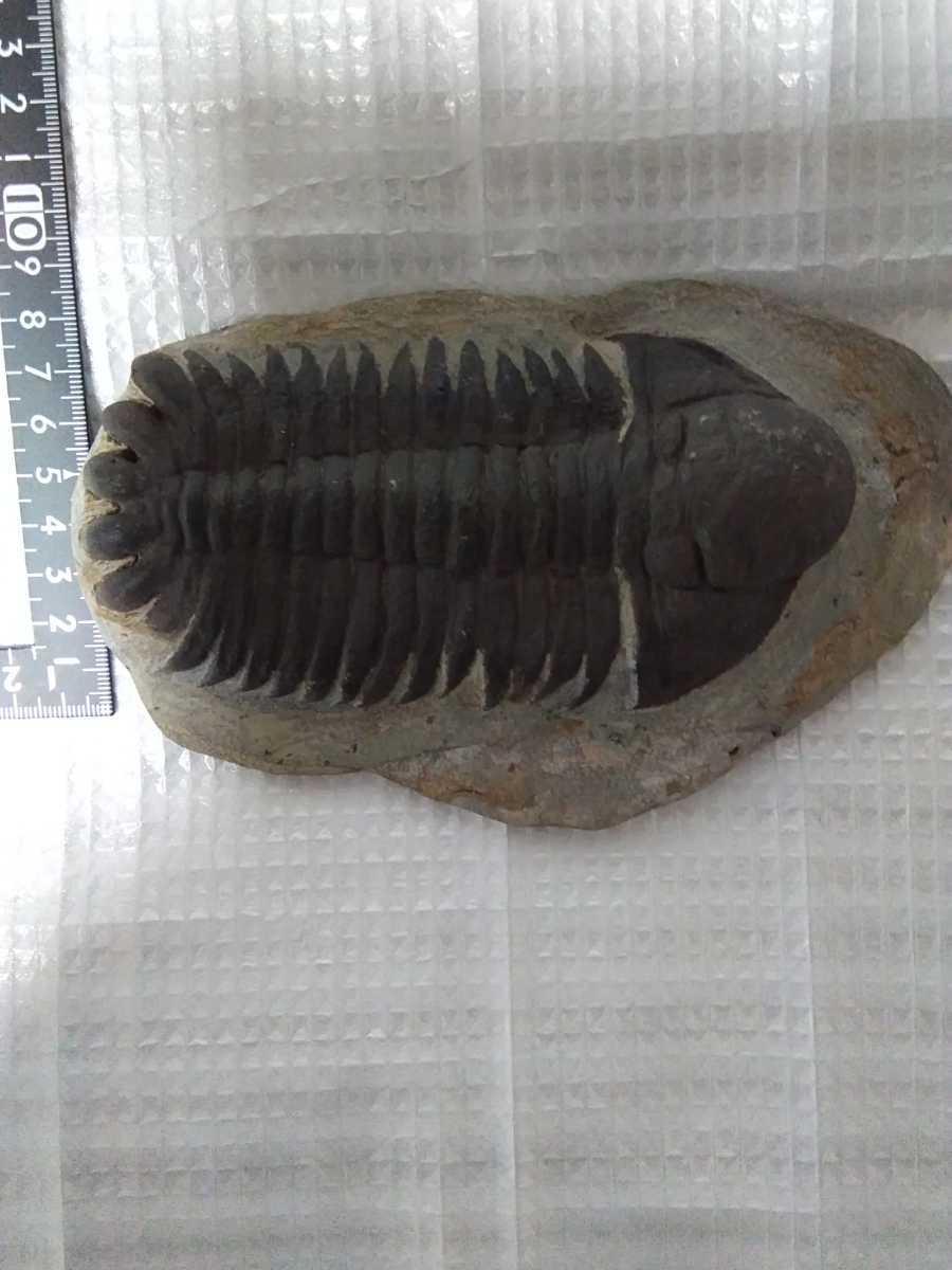 三葉虫　モロッコeccoptochile trilobite　 化石　標本　モロッコ　triobite　　a6988_画像2