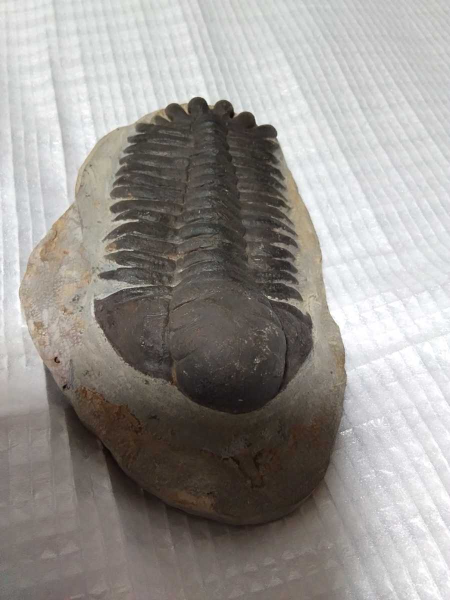 三葉虫　モロッコeccoptochile trilobite　 化石　標本　モロッコ　triobite　　a6988_画像3