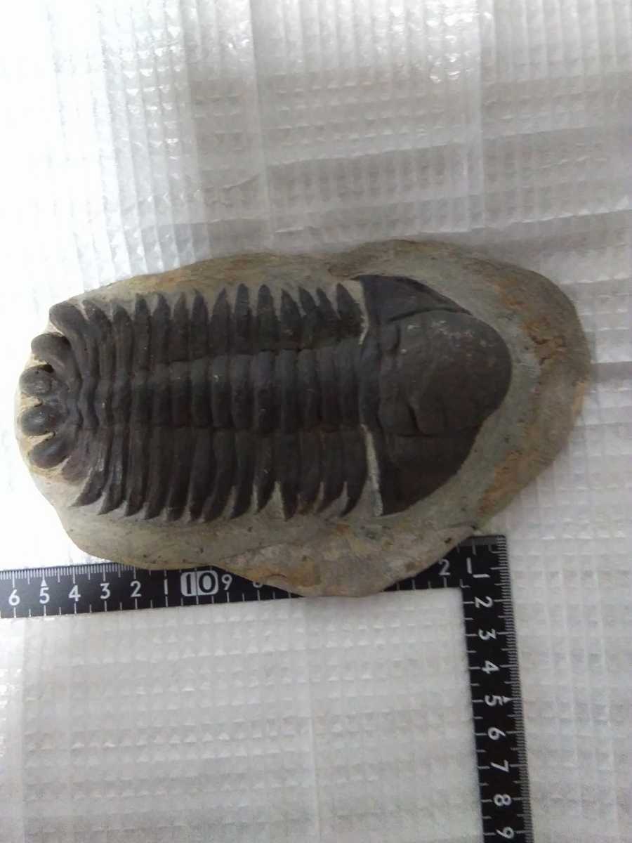 三葉虫　モロッコeccoptochile trilobite　 化石　標本　モロッコ　triobite　　a6988_画像1