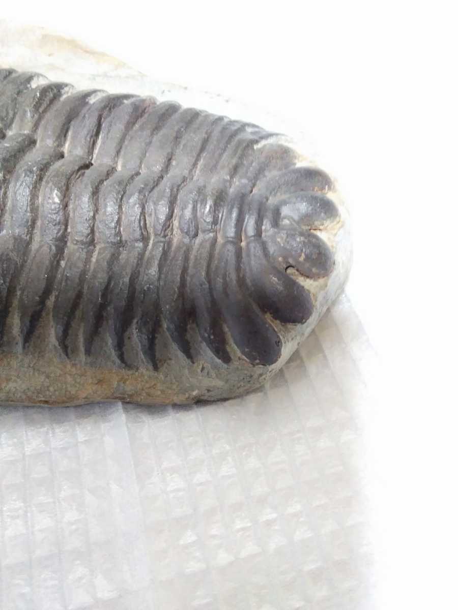 三葉虫　モロッコeccoptochile trilobite　 化石　標本　モロッコ　triobite　　a6988_画像6
