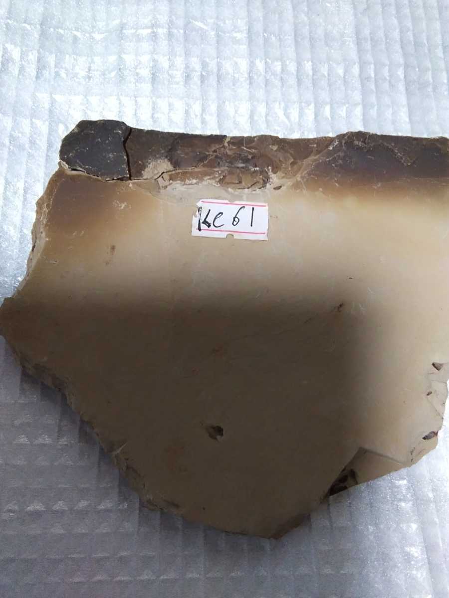  cockroach fossil inside mongoru production middle .jela. specimen 