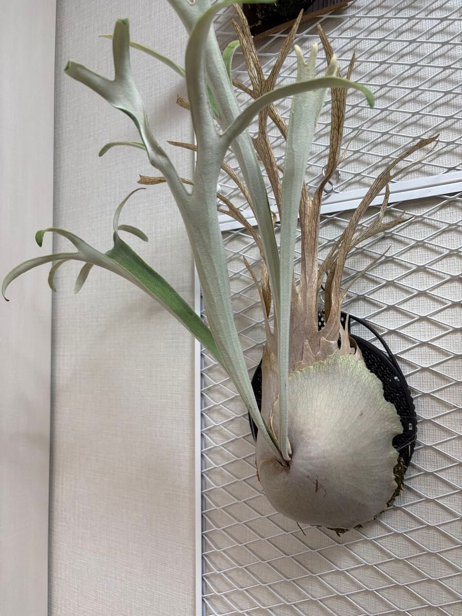 P veitchii wild #2 株分け 子株 ビカクシダ|Yahoo!フリマ(旧 P veitchii wild #2 株分け 子株 ビカクシダ|Yahoo!フリマ(旧