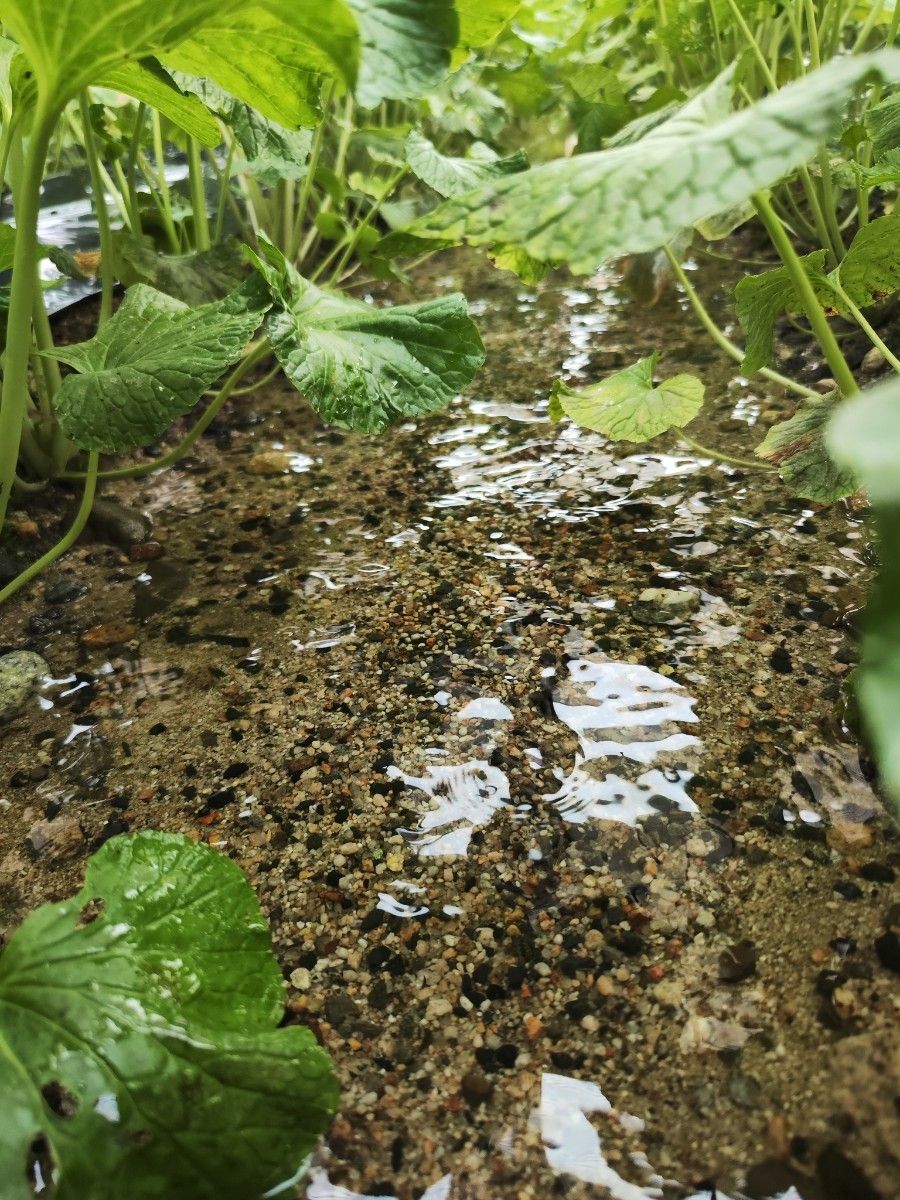 80g前後 信州 安曇野 本わさび 生ワサビ あづみ野 山葵 WASABI 80g前後 信州 安曇野 本わさび 生ワサビ あづみ野 山葵 WASABI