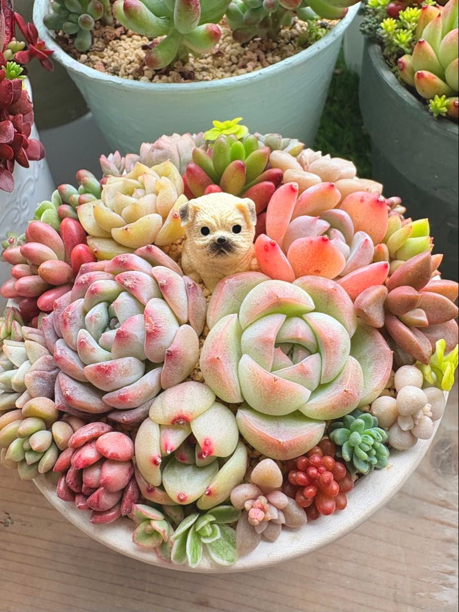 多肉植物 ちまちま寄せ カット苗 ワンちゃん付 おまけ付き 多肉植物 ちまちま寄せ カット苗 ワンちゃん付 おまけ付き