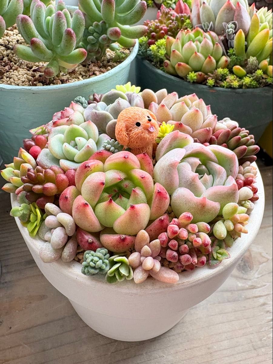 多肉植物 ちまちま寄せ カット苗 ワンちゃん付 おまけ付き 多肉植物 ちまちま寄せ カット苗 ワンちゃん付 おまけ付き
