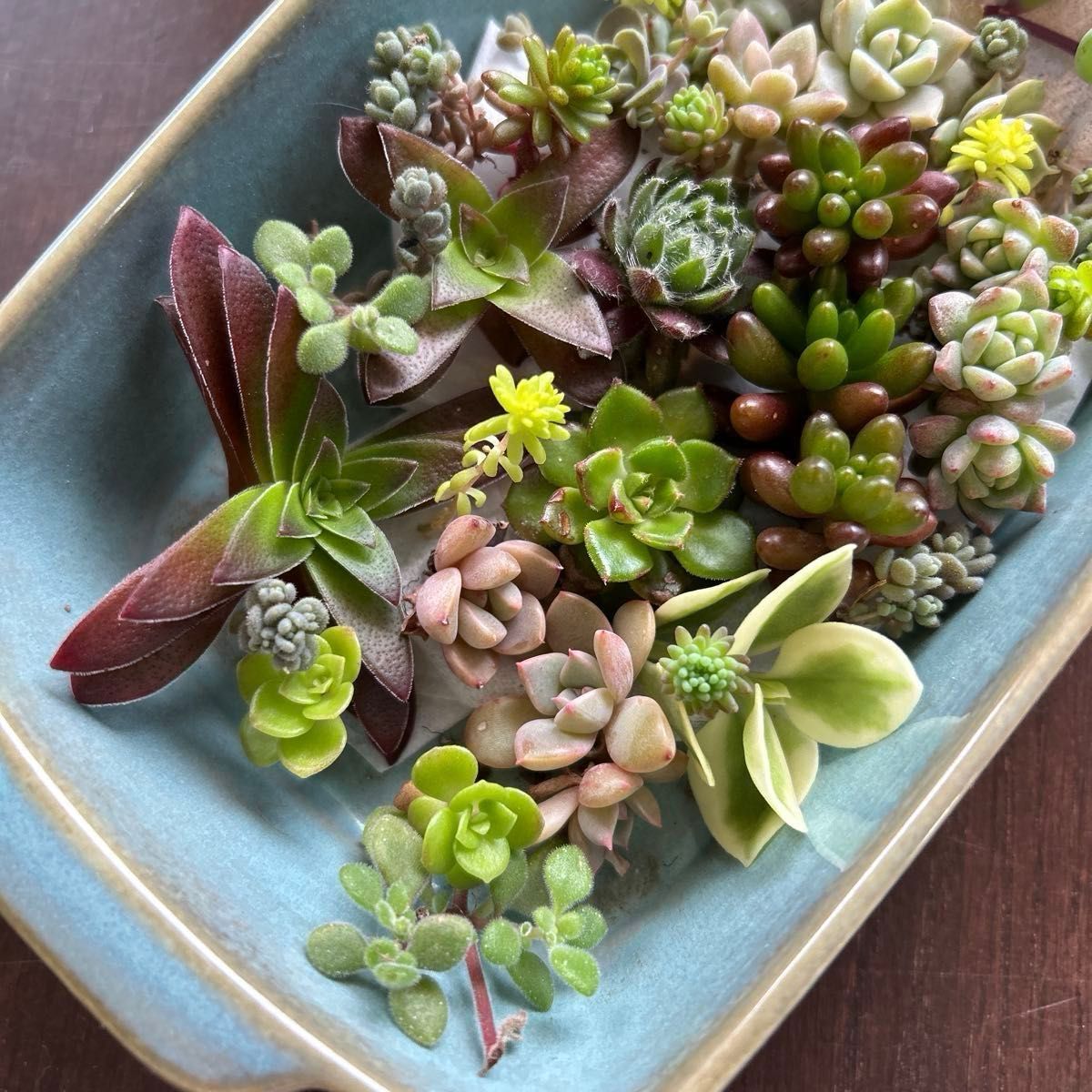 多肉植物 カット苗 寄せ植えに|Yahoo!フリマ(旧PayPayフリマ) 多肉植物 カット苗 寄せ植えに|Yahoo!フリマ(旧PayPayフリマ)