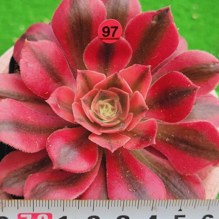 Yahoo!オークション - 5月2日発送-R097 Medusa(錦) Aeonium 多肉 Yahoo!オークション - 5月2日発送-R097 Medusa(錦) Aeonium 多肉