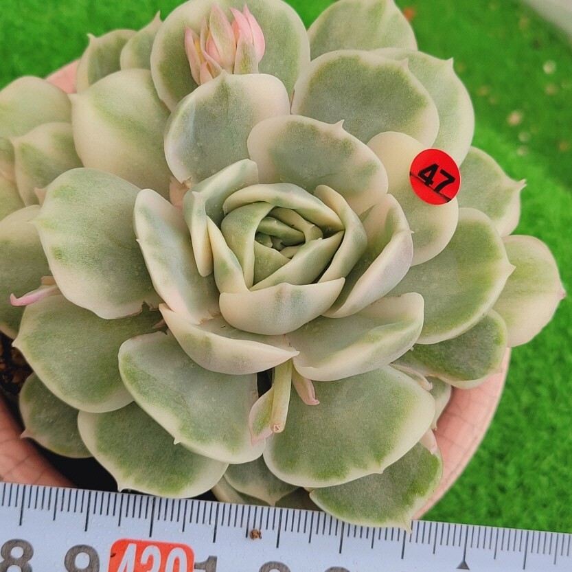 4月25日発送-R047 オンスロー(錦) エケベリア 多肉植物 韓国苗 4月25日発送-R047 オンスロー(錦) エケベリア 多肉植物 韓国苗