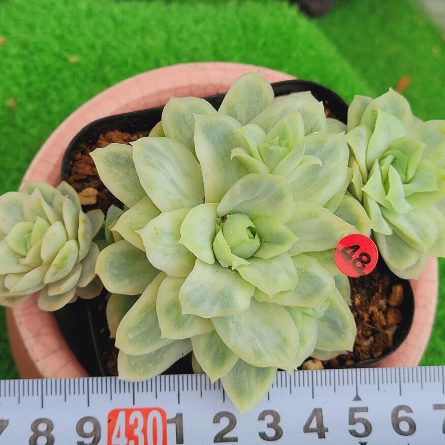 4月25日発送-R048 ラズベリー(錦) エケベリア 多肉植物 韓国苗 4月25日発送-R048 ラズベリー(錦) エケベリア 多肉植物 韓国苗