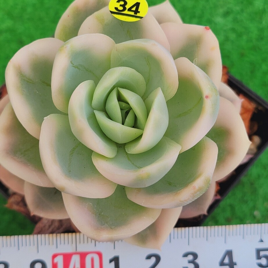 4月18日発送-Y034 ピンクベラ(錦) エケベリア 多肉植物 韓国苗 4月18日発送-Y034 ピンクベラ(錦) エケベリア 多肉植物 韓国苗