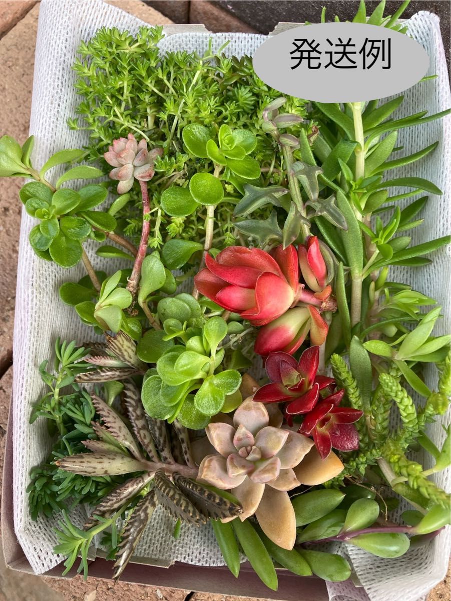 多肉植物 お任せカット苗|Yahoo!フリマ(旧PayPayフリマ) 多肉植物 お任せカット苗|Yahoo!フリマ(旧PayPayフリマ)