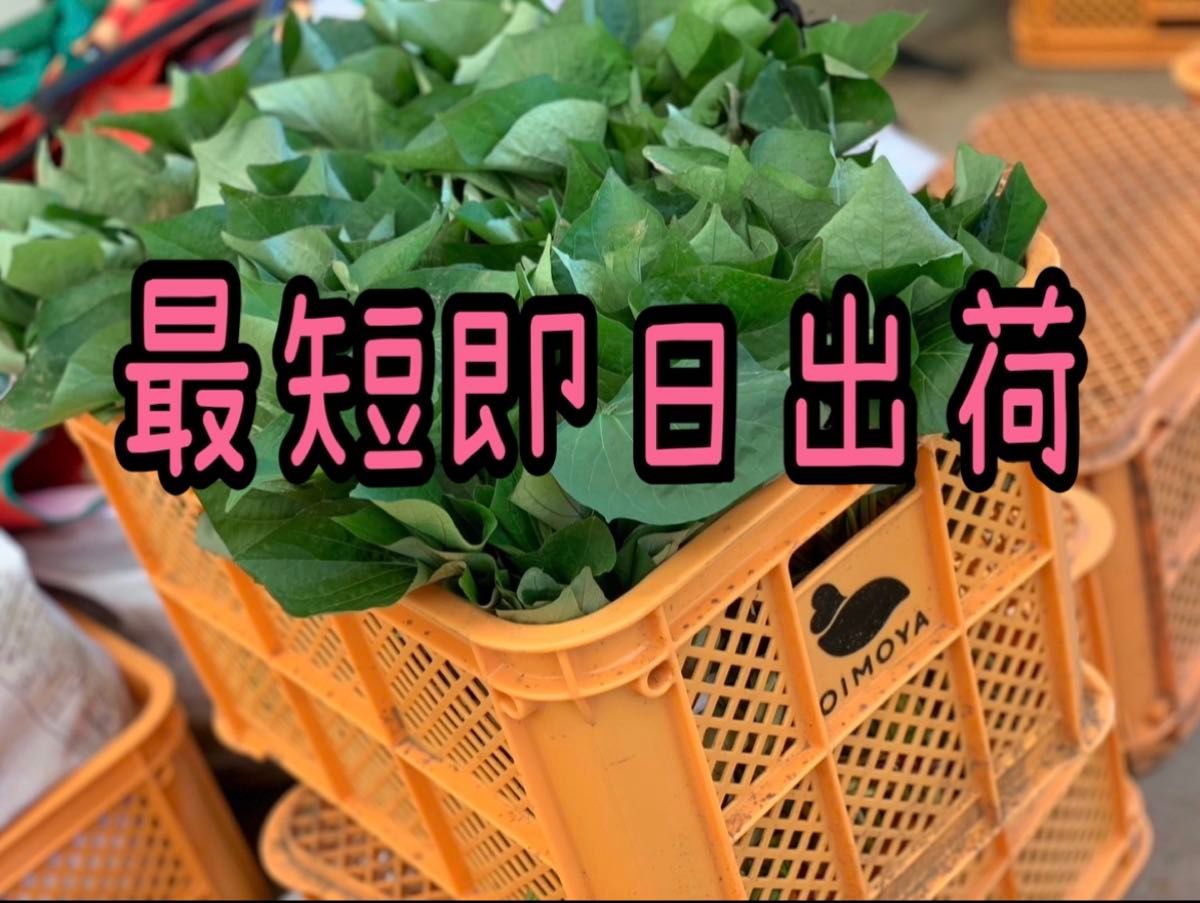 予約受付中】紅はるか苗 ウイルスフリー 150本 4月下旬から発送 予約受付中】紅はるか苗 ウイルスフリー 150本 4月下旬から発送