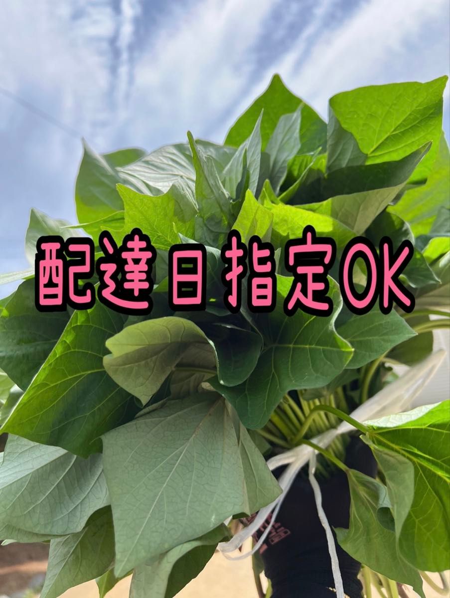 予約受付中】紅はるか苗 ウイルスフリー 50本 4月下旬から発送 予約受付中】紅はるか苗 ウイルスフリー 50本 4月下旬から発送