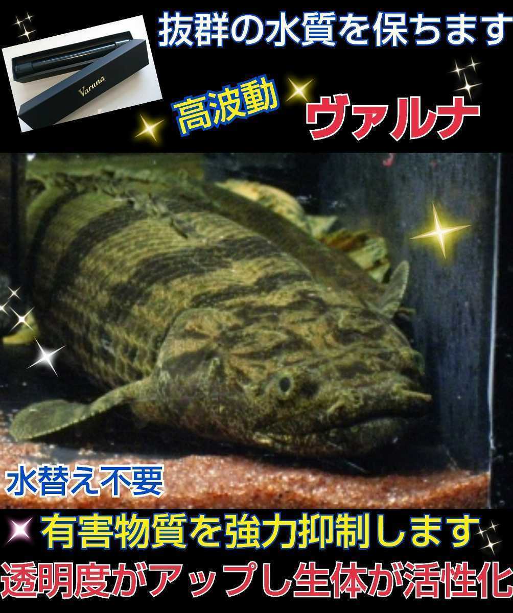 不思議！水替え不要になる魔法の筒！【ヴァルナ15センチ】水槽に入れるだけで有害物質を強力抑制！明度が抜群になります！飼育が楽チンに_水槽に投げ込むだけ！不思議！