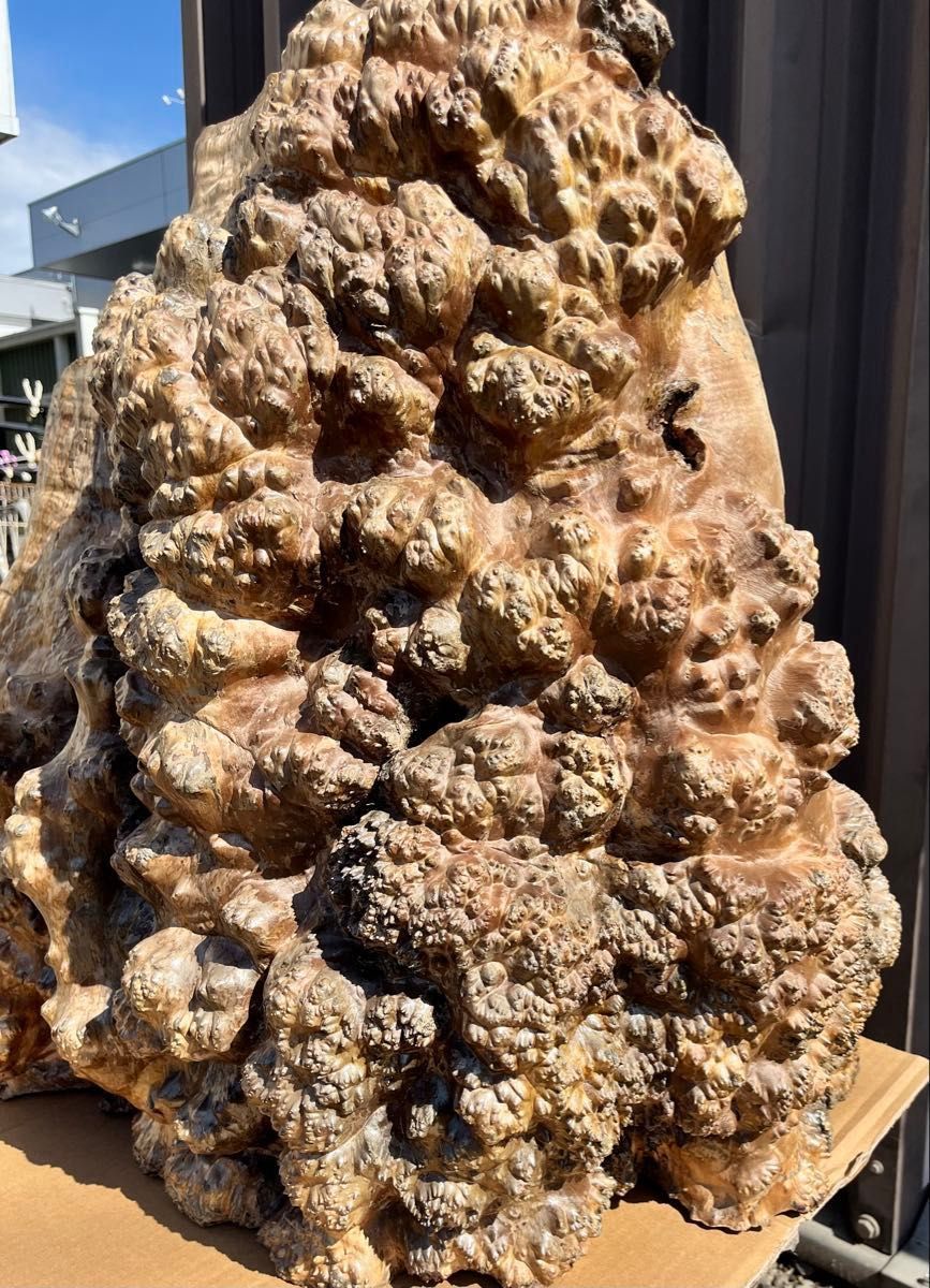 木のオブジェ 置物 天然木 自然木 木瘤 インテリア 和風|Yahoo 木のオブジェ 置物 天然木 自然木 木瘤 インテリア 和風|Yahoo