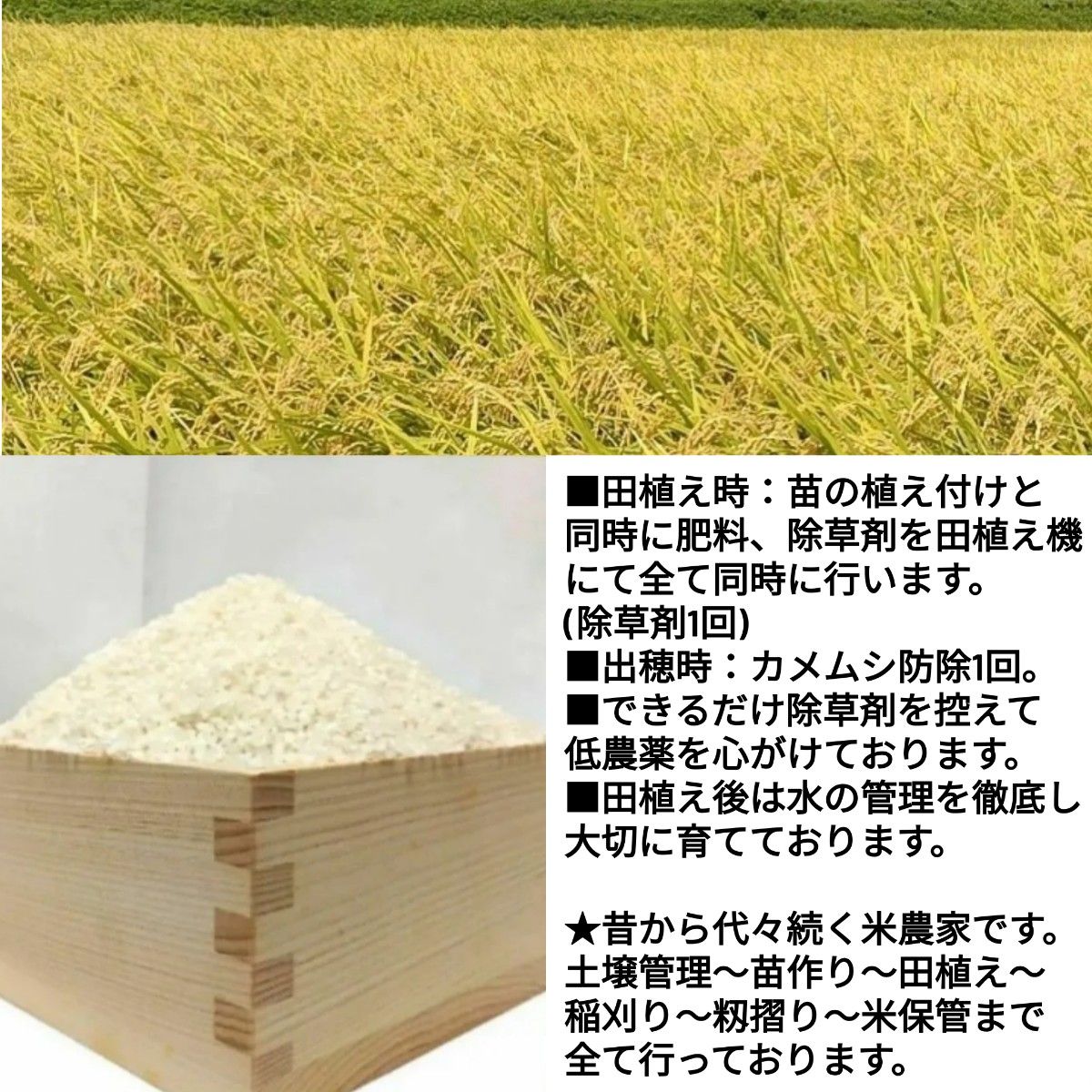 精米後発送】在庫少 令和6年産 茨城県産 コシヒカリ 1等米 玄米 精米後発送】在庫少 令和6年産 茨城県産 コシヒカリ 1等米 玄米