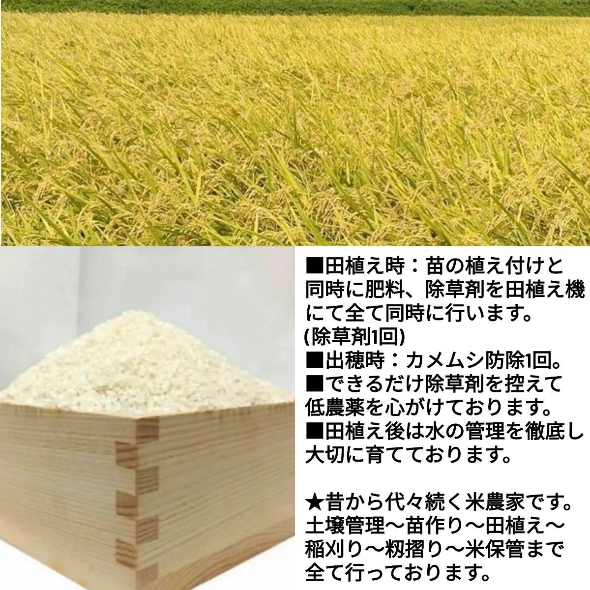 玄米発送】在庫少 令和6年産 茨城県産 コシヒカリ 1等米 玄米 玄米発送】在庫少 令和6年産 茨城県産 コシヒカリ 1等米 玄米