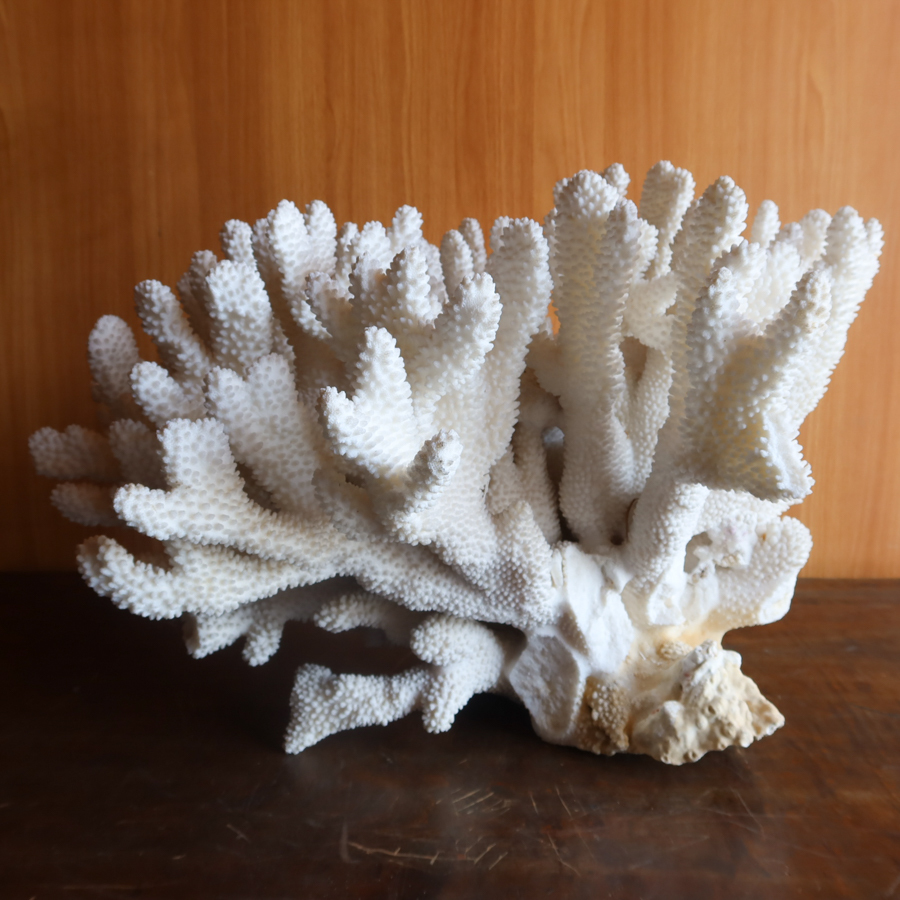白化珊瑚 サンゴ 珊瑚礁 天然 装飾 置物 検) 水槽 レイアウト 白化珊瑚 サンゴ 珊瑚礁 天然 装飾 置物 検) 水槽 レイアウト