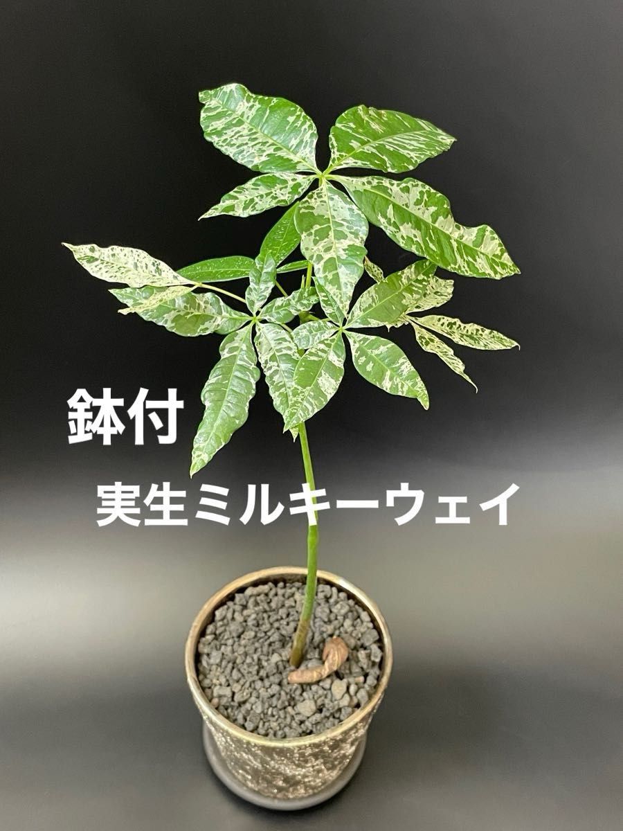 実生】斑入りパキラ ミルキーウェイ/鉢付【現品】|Yahoo!フリマ 実生】斑入りパキラ ミルキーウェイ/鉢付【現品】|Yahoo!フリマ