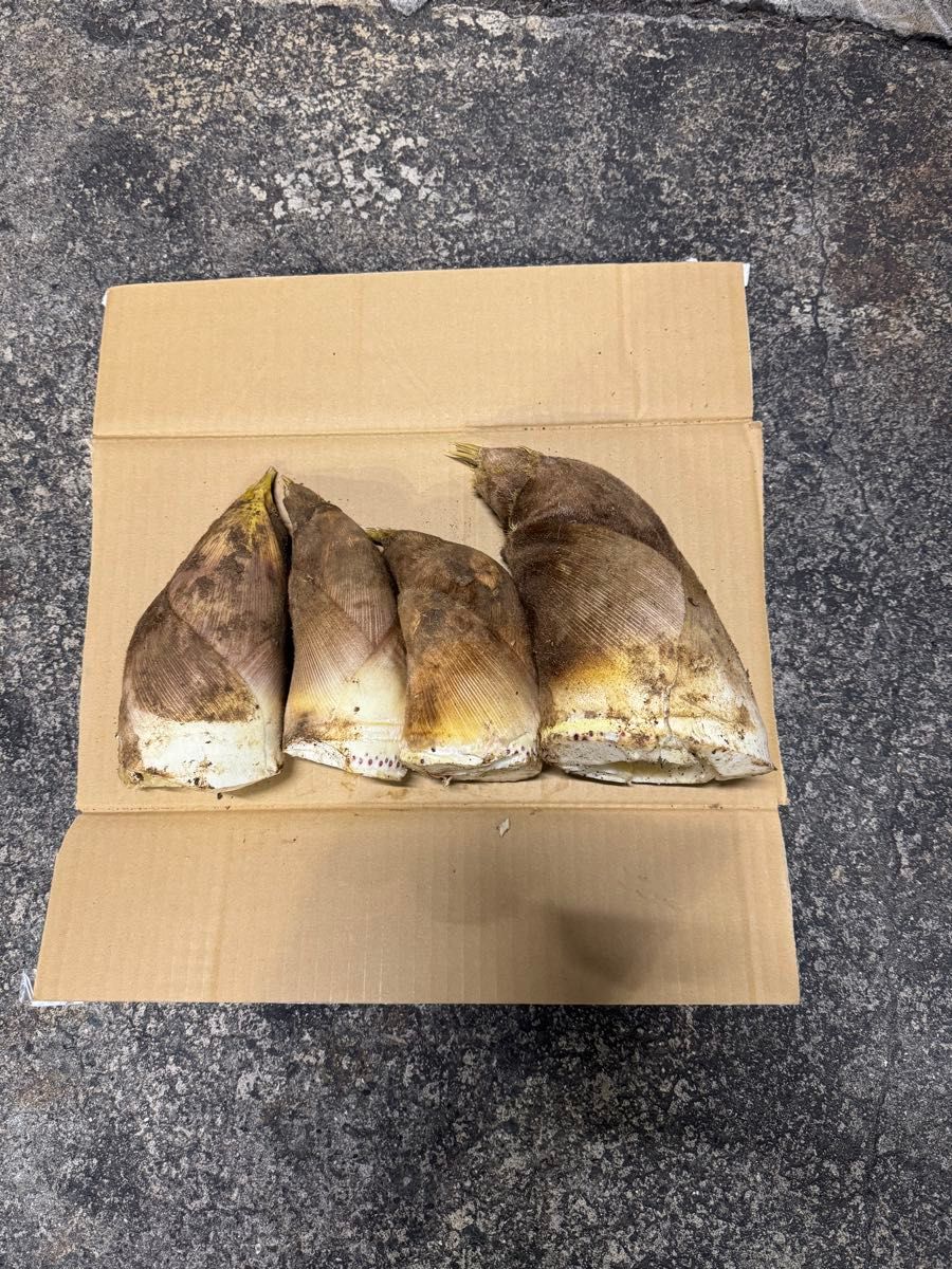 熊本県産 竹の子 3kg|Yahoo!フリマ(旧PayPayフリマ) 熊本県産 竹の子 3kg|Yahoo!フリマ(旧PayPayフリマ)