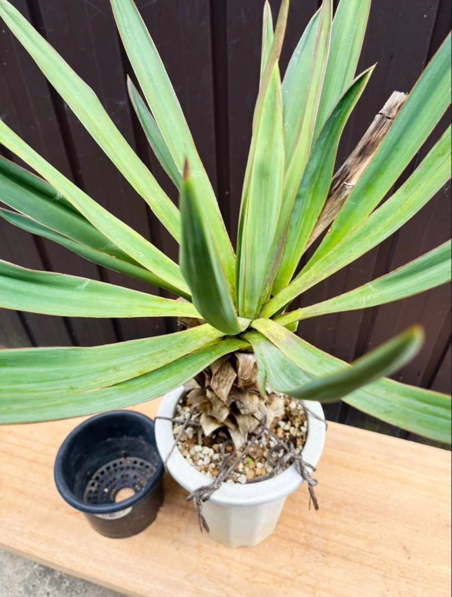 ユッカ グロリオサ キミガヨラン Yucca ドライガーデン ユッカ グロリオサ キミガヨラン Yucca ドライガーデン