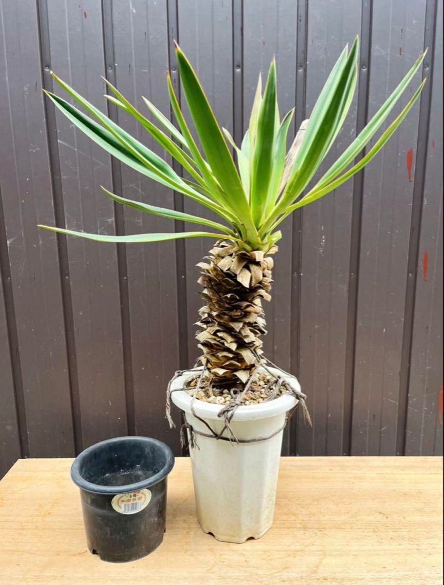 ユッカ グロリオサ キミガヨラン Yucca ドライガーデン ユッカ グロリオサ キミガヨラン Yucca ドライガーデン