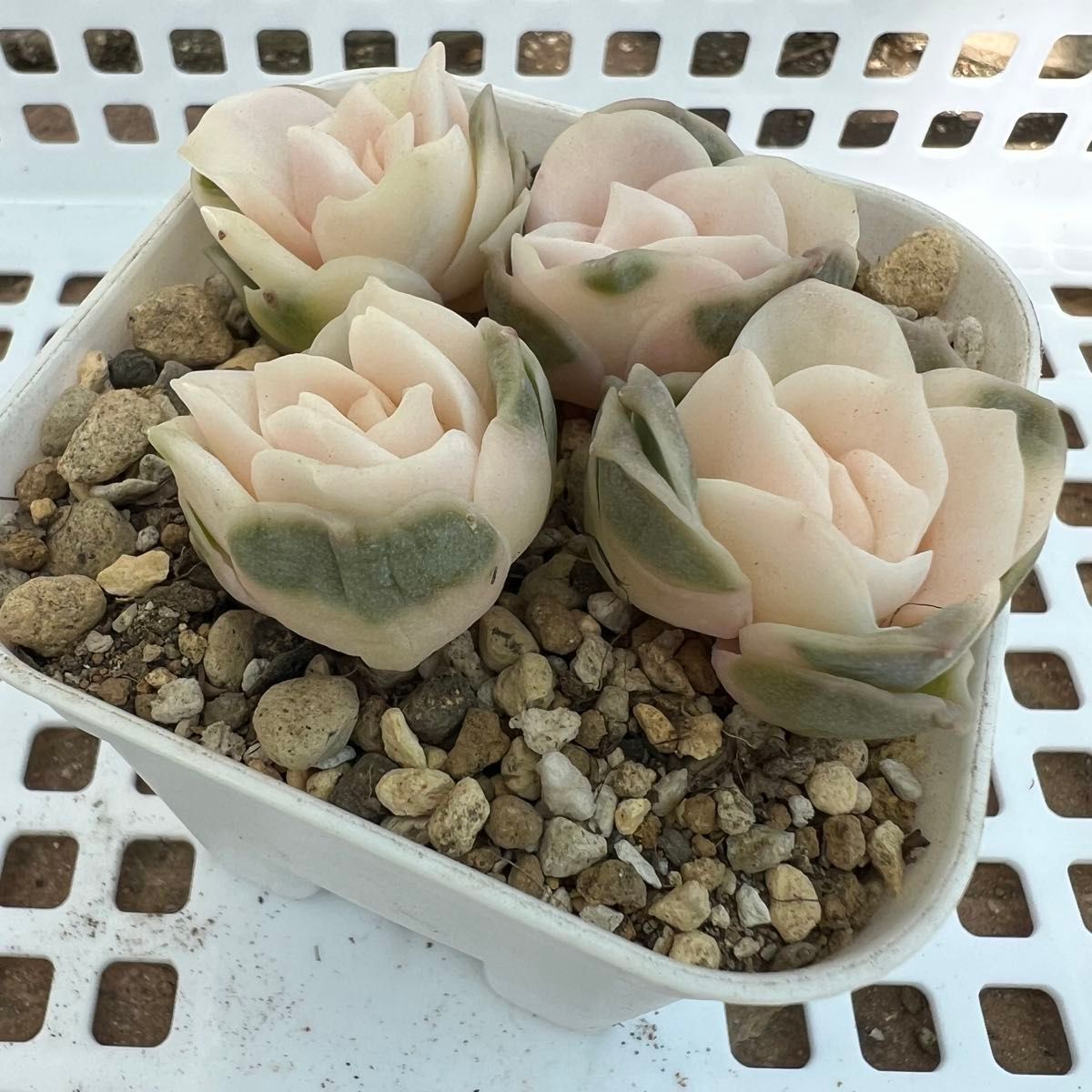 多肉植物 ラブリーローズ錦 カット苗|Yahoo!フリマ(旧PayPay 多肉植物 ラブリーローズ錦 カット苗|Yahoo!フリマ(旧PayPay