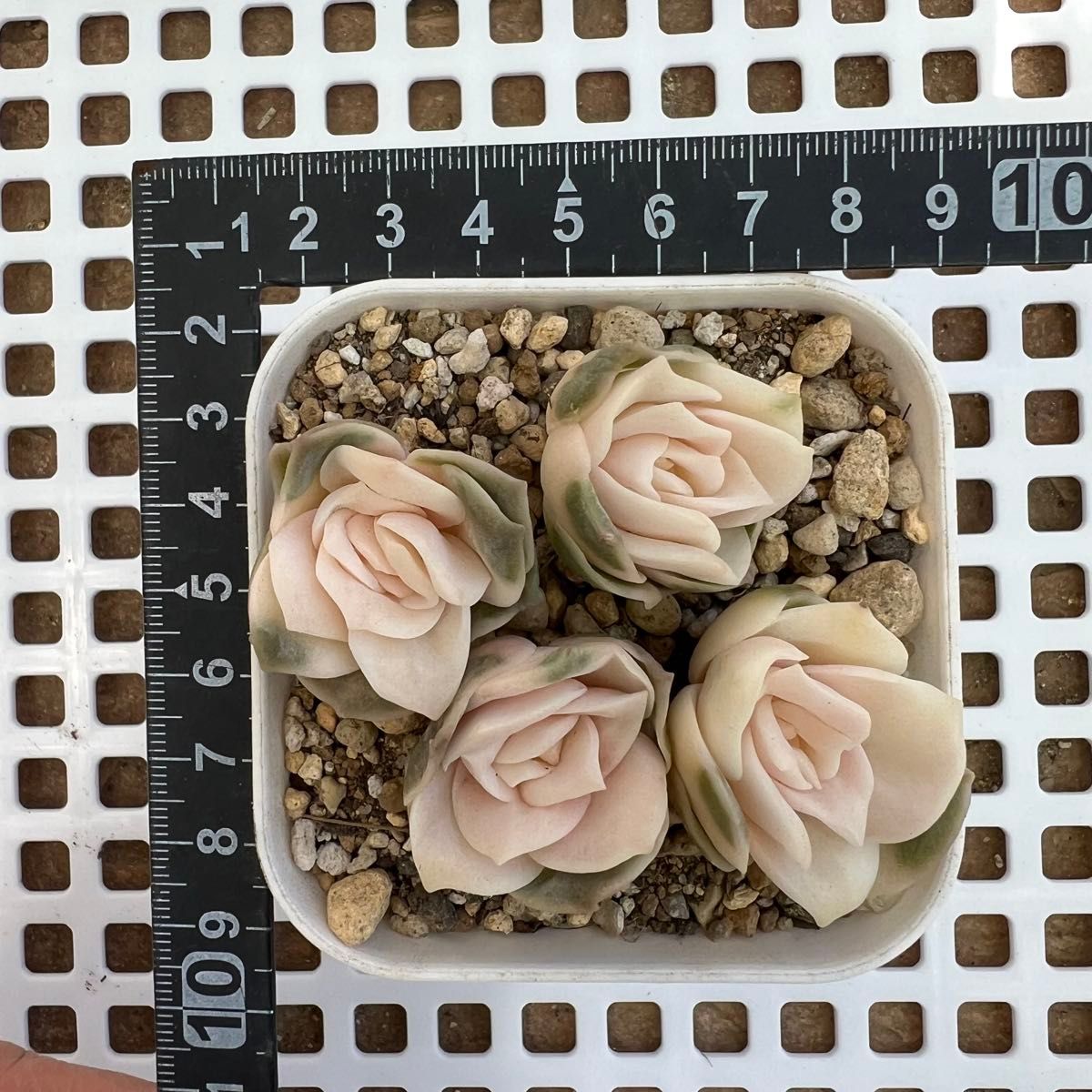 多肉植物 ラブリーローズ錦 カット苗|Yahoo!フリマ(旧PayPay 多肉植物 ラブリーローズ錦 カット苗|Yahoo!フリマ(旧PayPay