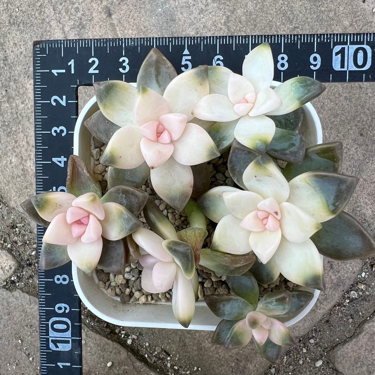 多肉植物 淡雪錦 カット苗①|Yahoo!フリマ(旧PayPayフリマ) 多肉植物 淡雪錦 カット苗①|Yahoo!フリマ(旧PayPayフリマ)