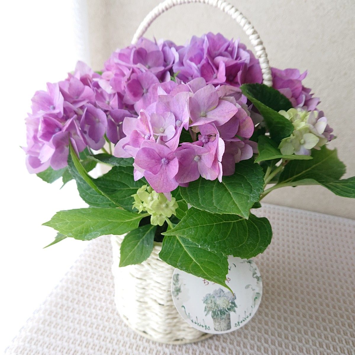希少 こあじさい【ちっちゃ】4号 バスケット 紫陽花 アジサイ 希少 こあじさい【ちっちゃ】4号 バスケット 紫陽花 アジサイ
