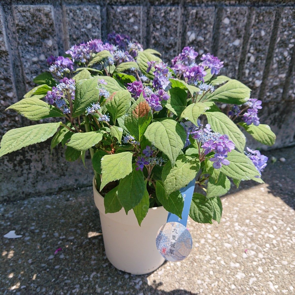 九重麗華 】山紫陽花 アジサイ 紫陽花 花苗 苗木 吉岡麗子さん 4 九重麗華 】山紫陽花 アジサイ 紫陽花 花苗 苗木 吉岡麗子さん 4