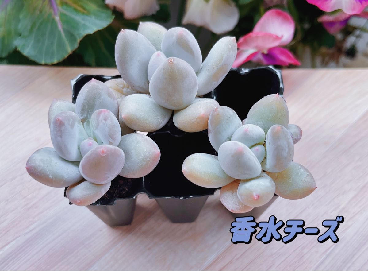 レア品種】 香水チーズ 土・根付き多肉植物3苗セット 韓国苗 レア品種】 香水チーズ 土・根付き多肉植物3苗セット 韓国苗