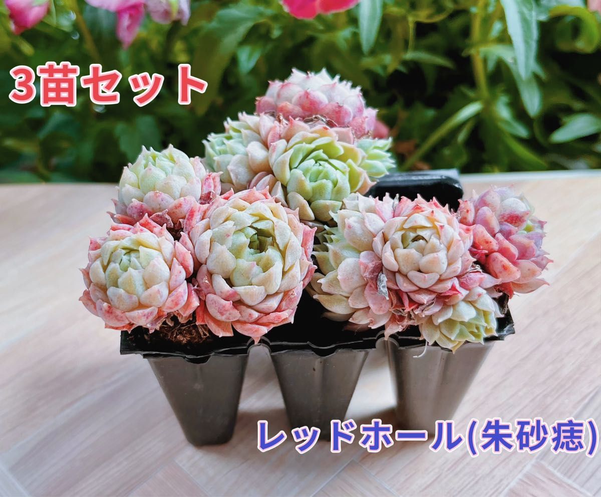 レア品種】 レッドホール(朱砂痣) 土・根付き多肉植物3苗セット レア品種】 レッドホール(朱砂痣) 土・根付き多肉植物3苗セット