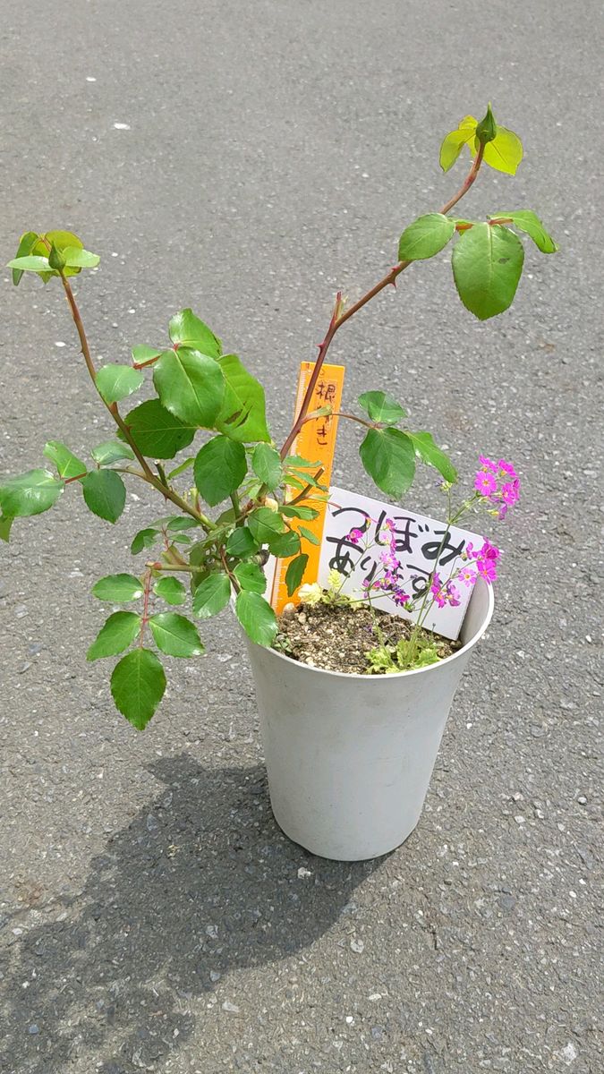 一株つるバラ白 春に沢山咲きます そのほかの時期もたまに咲きます ポットから出しお送り、咲きそうです、今ならビオラおまけ付